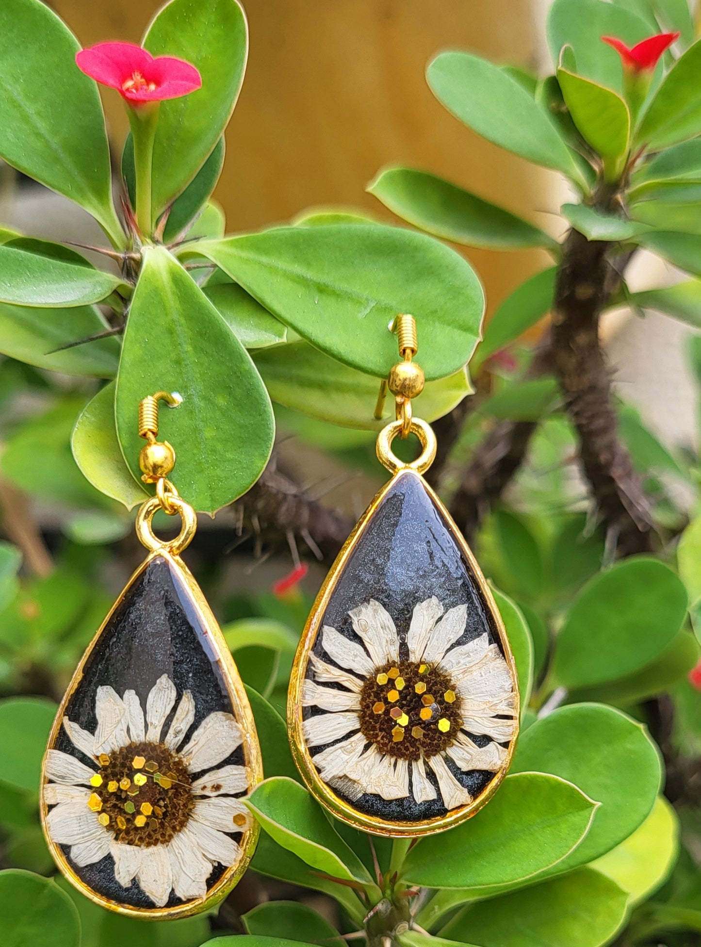 Midnight Daisy Drops